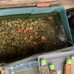 早い者勝ちwの画像