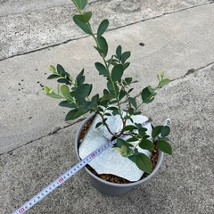 ⑦ブルーベリー　ティフブルーの画像