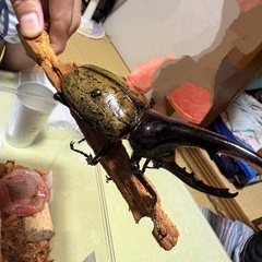 ヘラクレスオオカブトの画像