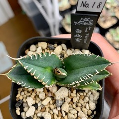 🟣 写真更新•10%OFF中🟣アガベ 【白幽霊】小株の画像