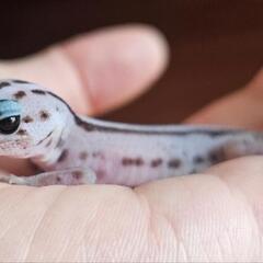 ニシアフリカトカゲモドキ