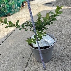 ⑧ブルーベリー　サンプソンの画像