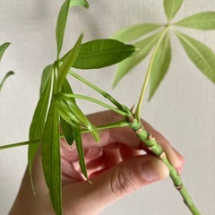 パキラ　　水耕栽培の画像