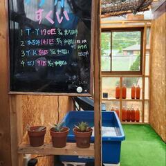 高級メダカ掬い　8-14
