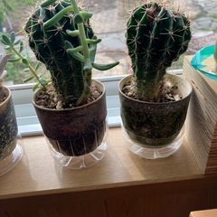 サボテンと多肉植物の画像