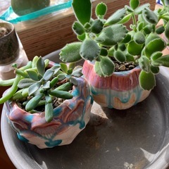 サボテンと多肉植物の画像