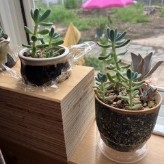 サボテンと多肉植物の画像