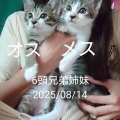 2025/08/14の写真です　ブラウンマッカレルタビー　オス　コクシジウム駆除済　その他治療など済 - 猫