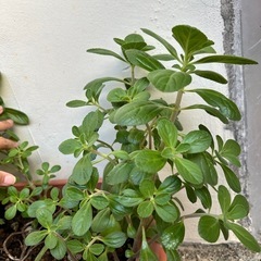 アロマティカス  抜き苗の画像
