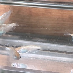 メダカ：オリジナルの画像
