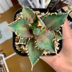 🟣写真更新🟣アガベ【レッドキャットウィーズル/紅猫】小株の画像