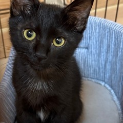 抱っこ大好き甘えん坊黒猫くん