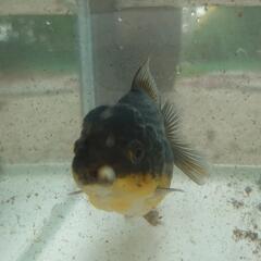 金魚　オランダ　約10センチの画像
