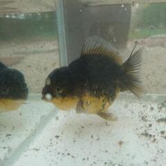 金魚　オランダ　約10センチの画像