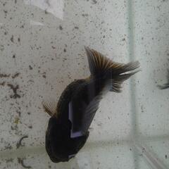 金魚　オランダ　約10センチの画像