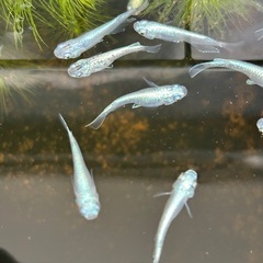 メダカ‼️  フルボディ、鉄仮面系の成魚無選別の子達になります‼️の画像