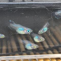 メダカ　しずくだるま5匹セットの画像