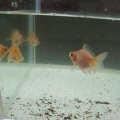 金魚　子供　黒or白　一匹の画像
