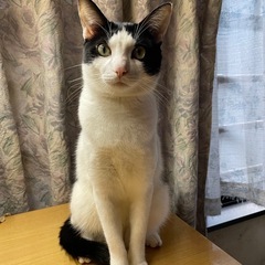 里親さんを探しています