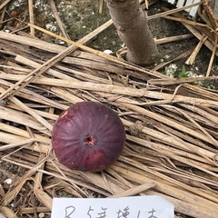 ３　イチジク苗　一旦お問合せ中止ですの画像