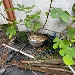 ３　イチジク苗　一旦お問合せ中止ですの画像