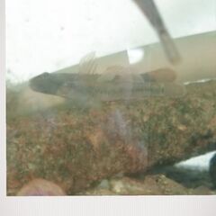 <゜)#)))彡【川ヨシノボリ】<゜)#)))彡の画像