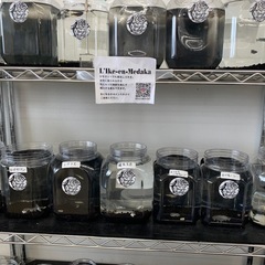 宇部新鮮館厚南店　メダカ　めだかの画像