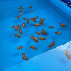 🐟金魚ランチュウ🐟の画像