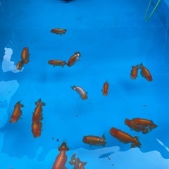 🐟金魚ランチュウ🐟の画像