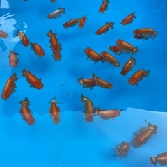 🐟金魚ランチュウ🐟の画像
