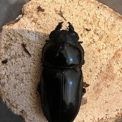 奈良輪川西　ちなみ爆発ライン　オオクワガタ　メス2頭52mm   51mmの画像