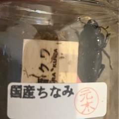 奈良輪川西　ちなみ爆発ライン　オオクワガタ　メス2頭52mm   51mmの画像