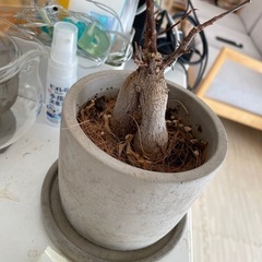 ガジュマル　鉢付きの画像