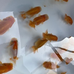 🐟金魚ランチュウ2🐟の画像