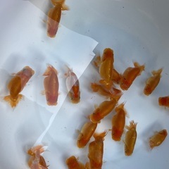 🐟金魚ランチュウ2🐟の画像