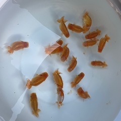 🐟金魚ランチュウ2🐟の画像