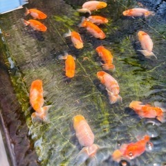 【Y’s Garden 】飼育場対面販売会　8/16.17 小城メダカさんと共同開催の画像