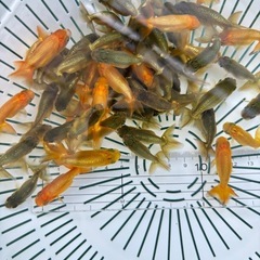 金魚 ★らんちゅう 当歳★ ☆1セット6匹  200円☆ の画像
