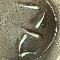 めだか　グランブルーKWF 5匹の画像