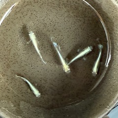めだか　グランブルーKWF 5匹の画像