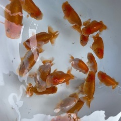 🐟金魚ランチュウ3🐟の画像
