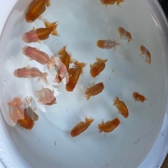 🐟金魚ランチュウ3🐟の画像