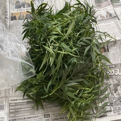 huacatay ブラックミントの画像