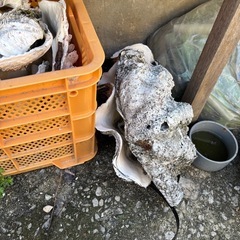 夜光貝、高瀬貝、シャコガイ、法螺貝の画像