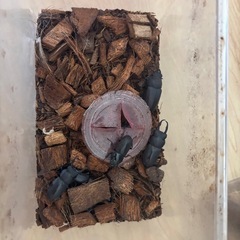 クワガタ
の画像