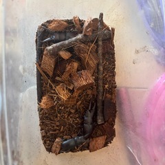 クワガタ
の画像