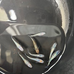 ラメ系高級品種メダカ・10匹の画像