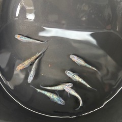 ラメ系高級品種メダカ・10匹の画像