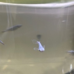緑光黒百式ラメ6月産まれ〜の画像
