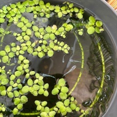 緑光黒百式ラメ6月産まれ〜の画像